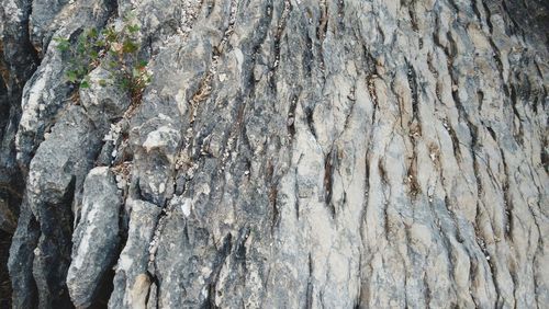 Full frame shot of tree trunk