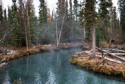 Scenic view of river amidst trees in forest