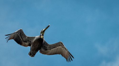 Low angle view of bird flying against clear blue sky