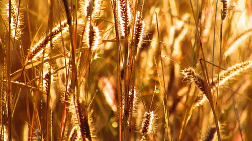 Close-up of plant against blurred background