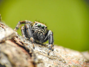 Close-up of spider on rock