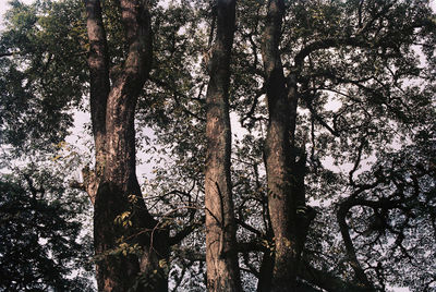 Low angle view of trees in forest