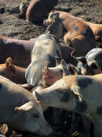 High angle view of pigs 