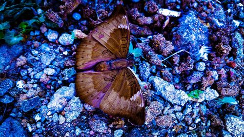 High angle view of butterfly on plant