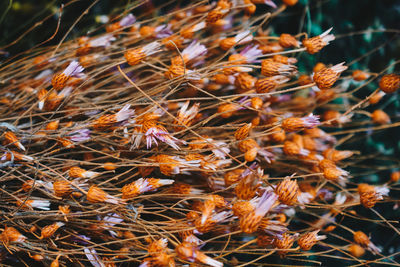 Close-up of dry leaves on tree