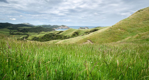 Green coastal landscape with grass, rolling hills and cliffs, shot at cape farewell, new zealand