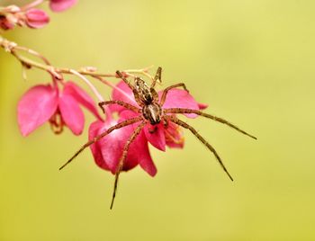 Close-up of insect on pink flower