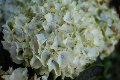 Full frame shot of white roses