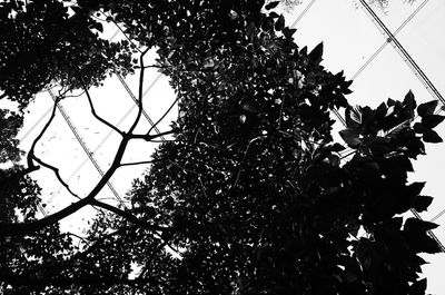 Low angle view of silhouette tree against sky