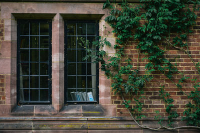 Ivy growing on house wall