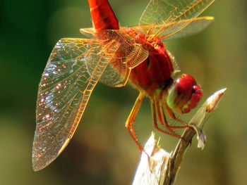 Close-up of dragonfly on leaf