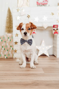  jack russell dog wearing bow tie over christmas decoration at home or studio. christmas time