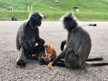 Close-up of monkey eating outdoors