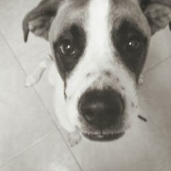 Close-up portrait of dog