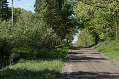 Footpath amidst trees in forest