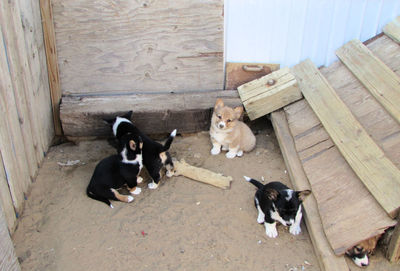 High angle view of puppy sitting outdoors