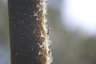 Close-up of ant