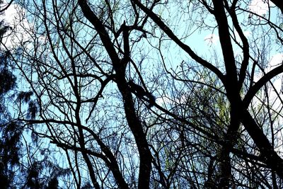 Low angle view of silhouette bare tree against sky