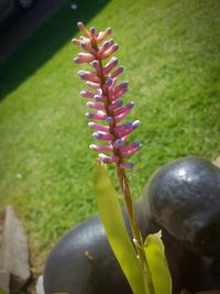 Close-up of flowers