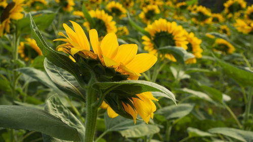 Close-up of yellow flowering plant on field