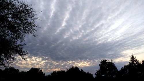 Low angle view of silhouette trees against sky