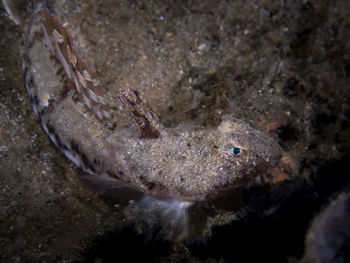Close-up of fish underwater