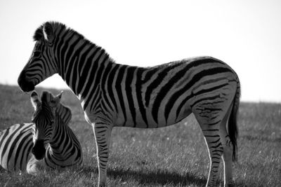 Zebra grazing on field