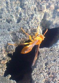 Close-up of rocks in water