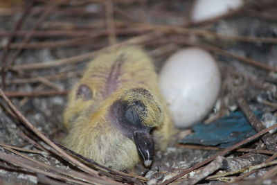Young bird resting on field