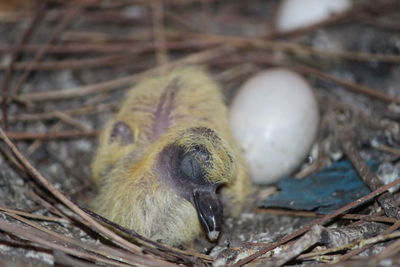 Close-up of young bird with egg in nest