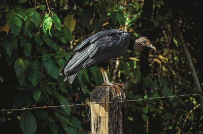 View of vulture on alert over a trunk fence near the town of joanopolis. brazil