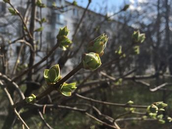 Close-up of flower buds growing outdoors