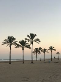 Palm trees on beach against clear sky