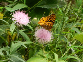 Close-up of butterfly on purple coneflower blooming outdoors