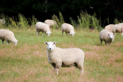 Sheep in farm