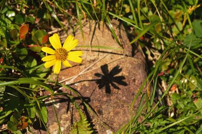 Close-up of flowers growing in field