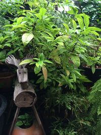 Plants growing on a tree