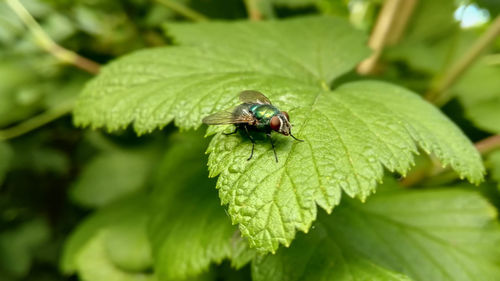 Close-up of insect on leaf