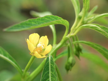 Close-up of yellow flower blooming outdoors