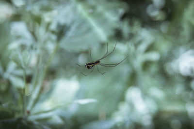 Close-up of spider on web