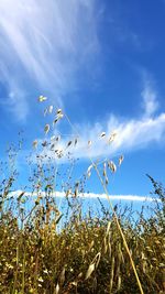 Scenic view of landscape against blue sky