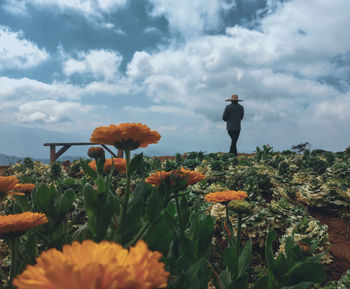 Low angle view of flowering plants on field against sky