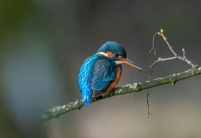 Close-up of bird perching on branch