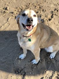 High angle view of dog on sand
