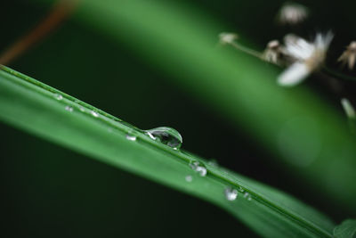 Close-up of water drops on blade of grass