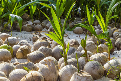 Coconuts on the ground, growing new palmtrees