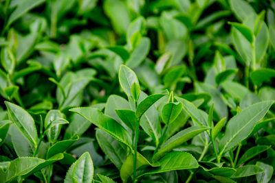 Close-up of plant growing on field