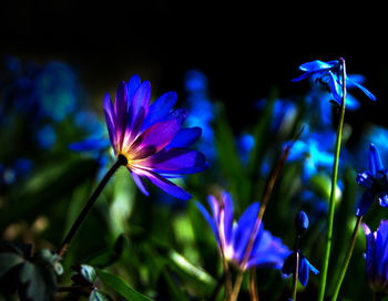 Close-up of purple crocus blooming outdoors