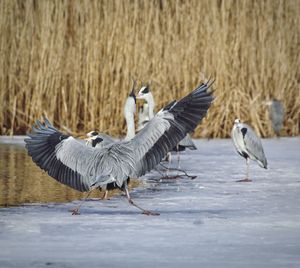 Birds perching at riverbank