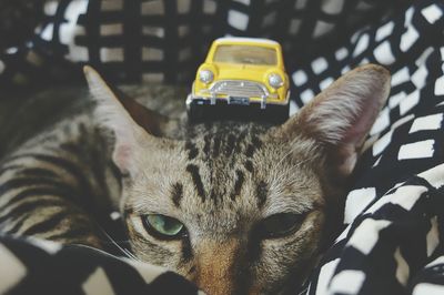 Close-up portrait of cat with yellow toy car on head at home